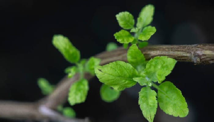 Tulsi