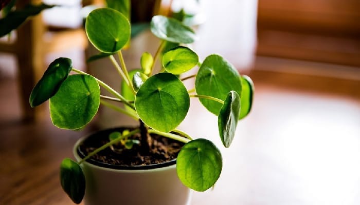 Vastu Tips for Plant