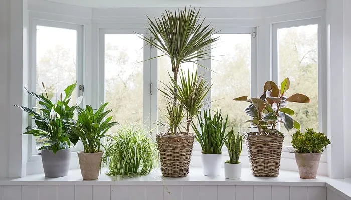 Plants in Vastu Shastra