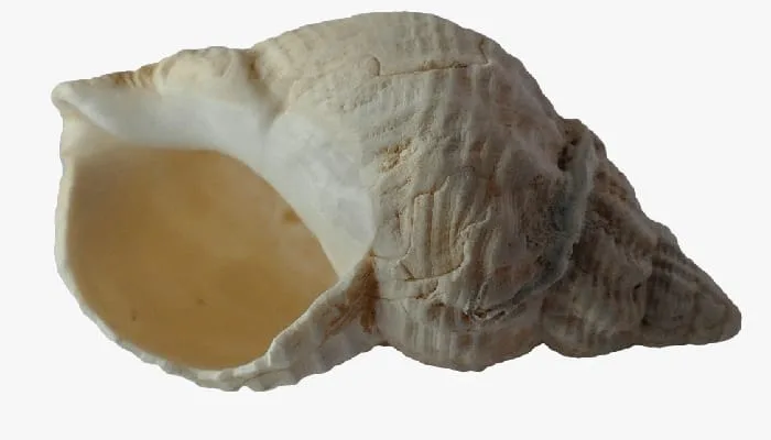 Vastu Tips for Shankh