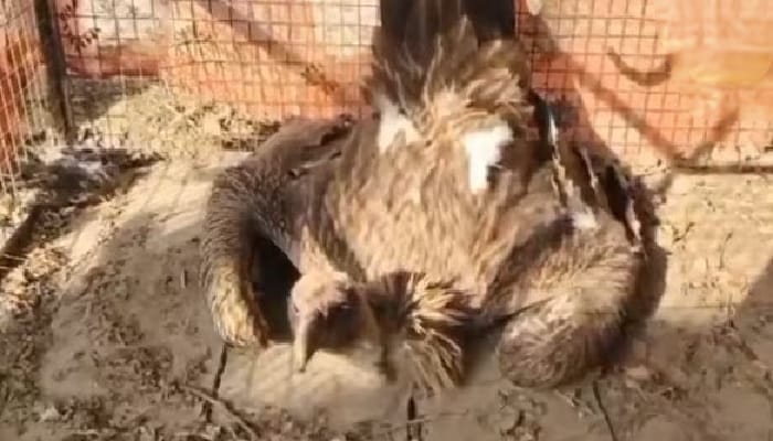 Vulture in Barabanki