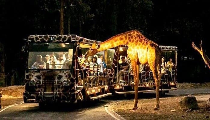 Kukrail Night Safari