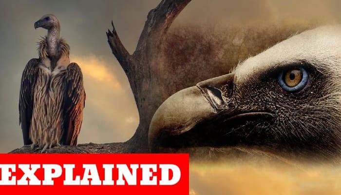 Extinction of Vultures