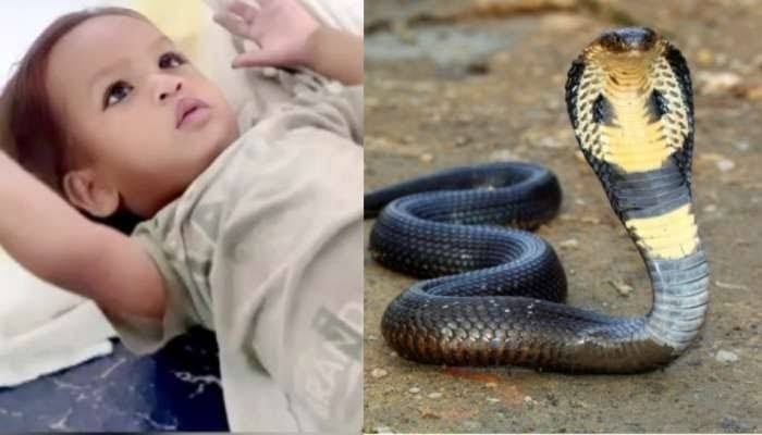 Child Bites a Cobra