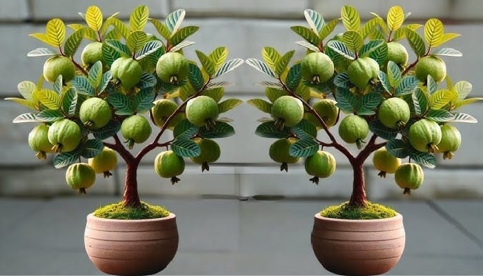 Growing Guava in Pot