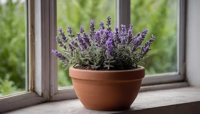 Lavender Gardening Tips