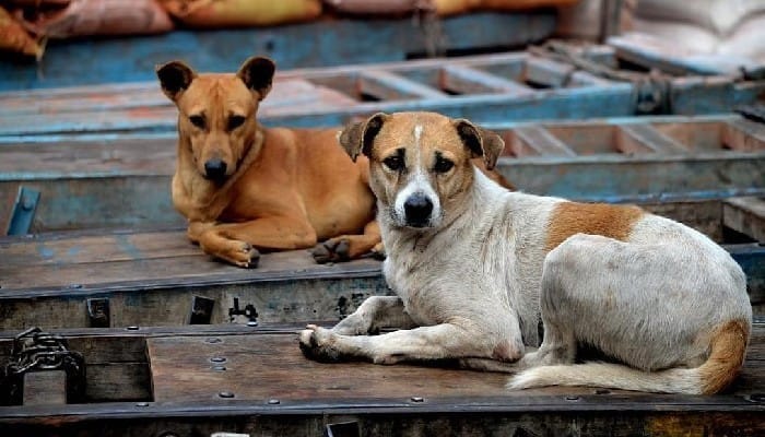 MCD Stray Dog Compensation