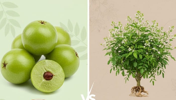 Amla vs Bhringraj