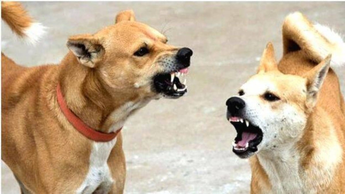 Dwarka Stray Dog ​​Attack