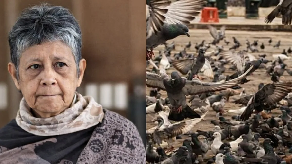 Singapore Pigeon Fine