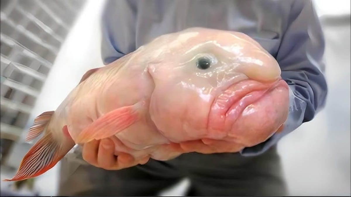 Ugliest Animal in World