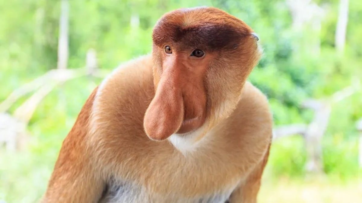 World's Ugliest Animals