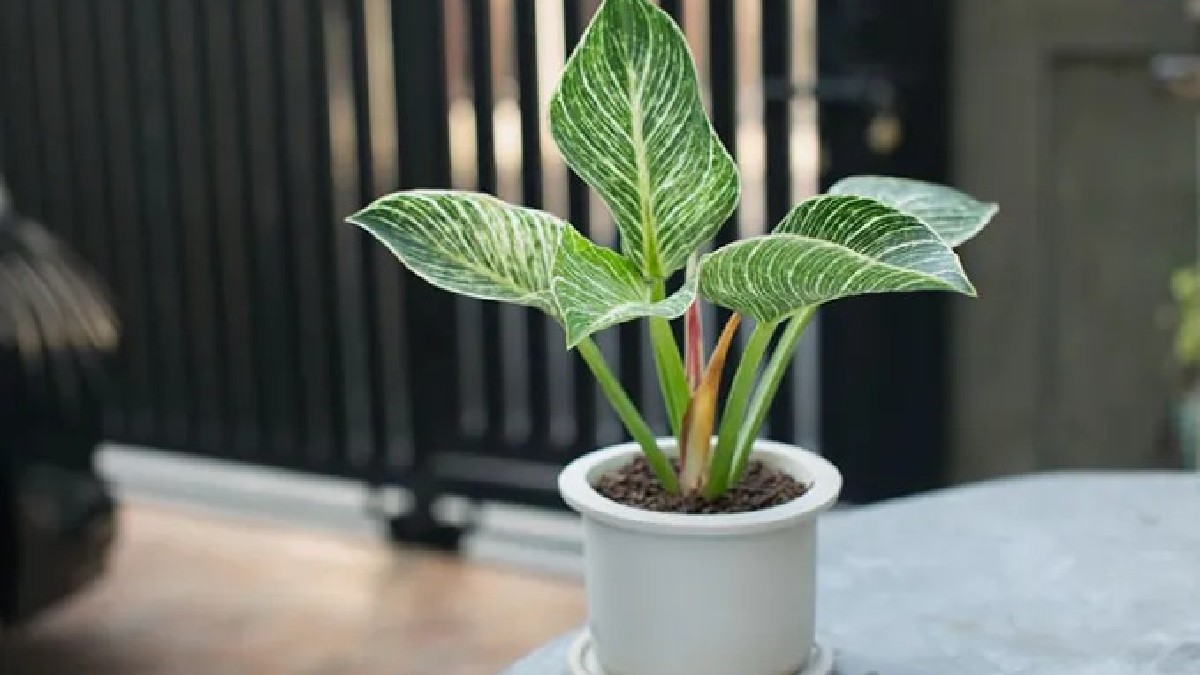 Drought Tolerant Plants