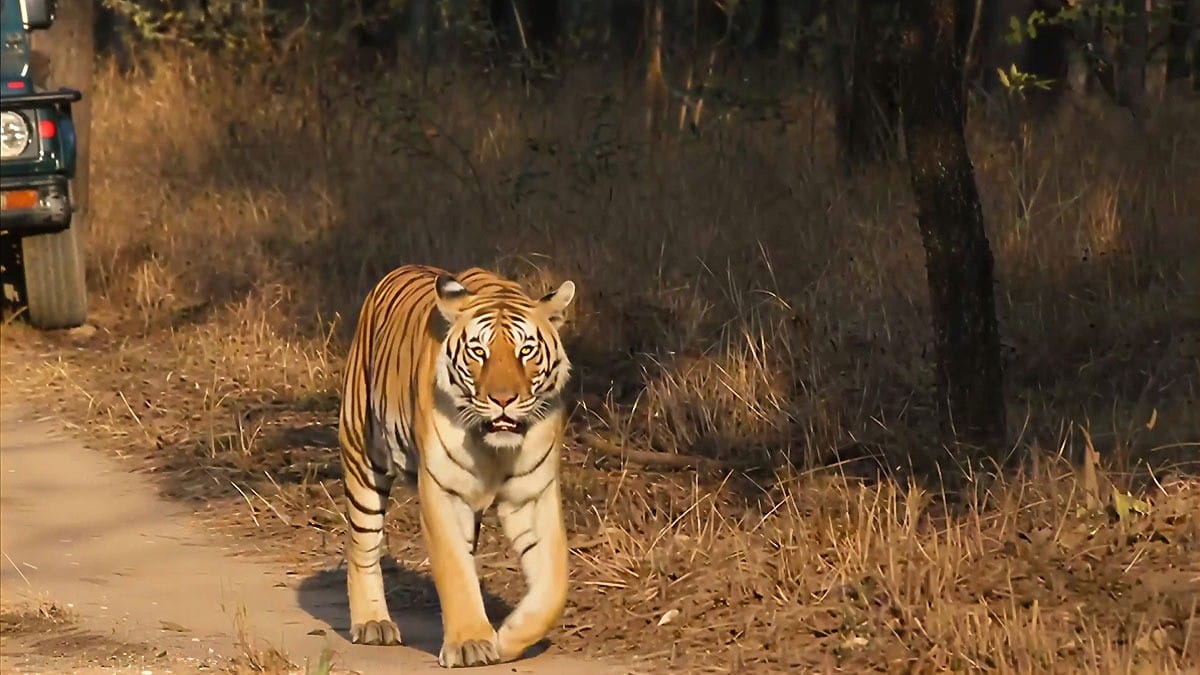 Gurugram Taxidermy Centre