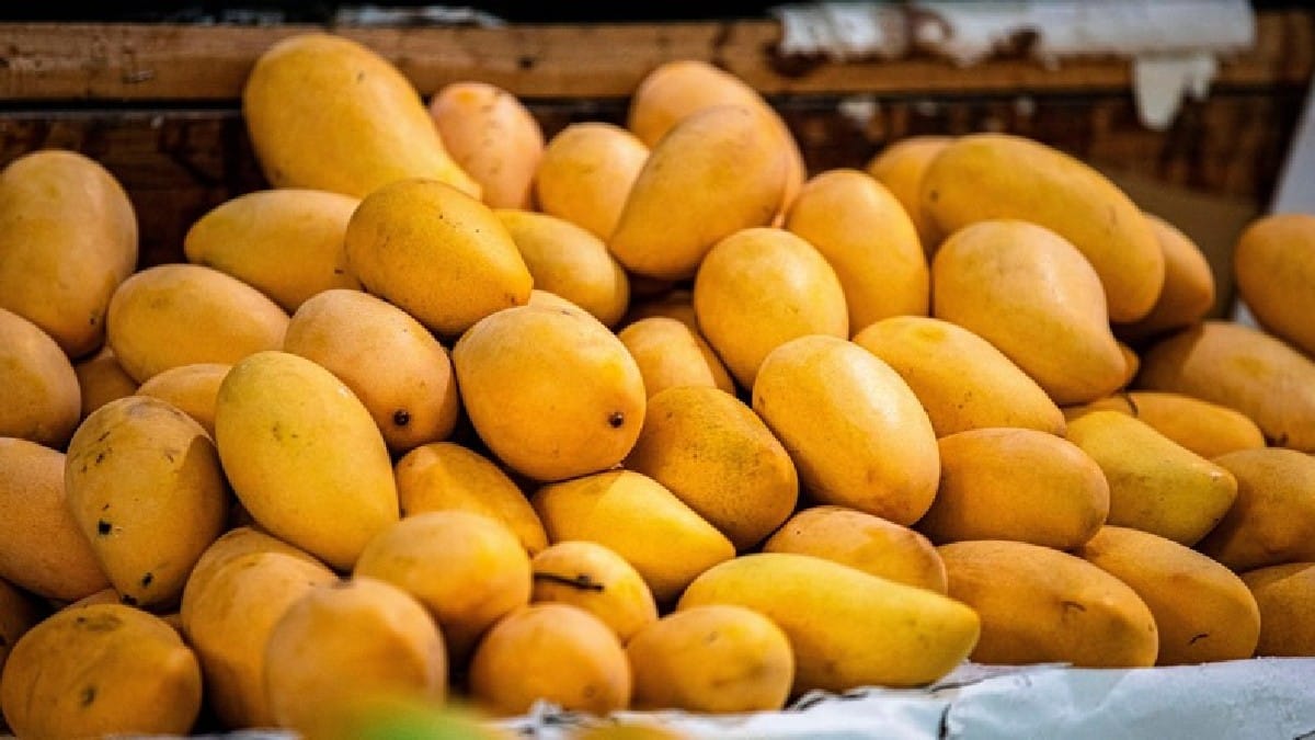 Ban on Indian Mangoes