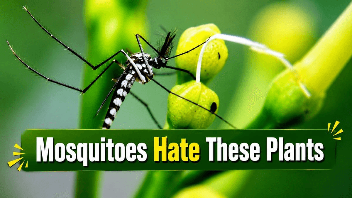 Mosquito Repelling Plants
