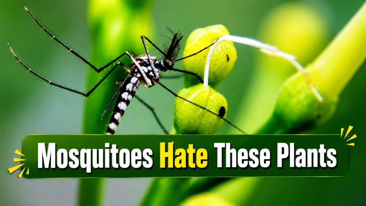 Mosquito Repelling Plants